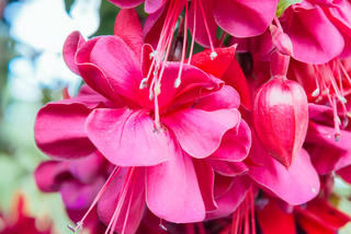 Pink fuchsia flowering garden plant